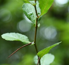 Crataegus berberifolia