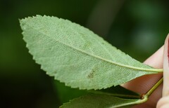 Crataegus berberifolia