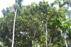 Vateria copallifera