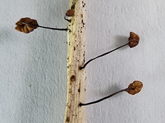 Marasmius graminum