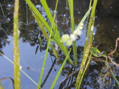 Sparganium emersum