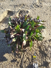 Limonium brasiliense