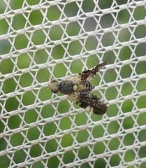 Jamesomyia geminata