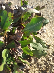 Limonium brasiliense