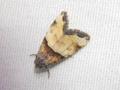 Cobubatha dividua