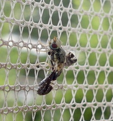 Jamesomyia geminata