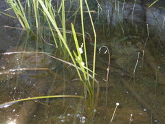 Sparganium emersum
