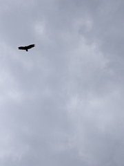 Cathartes aura