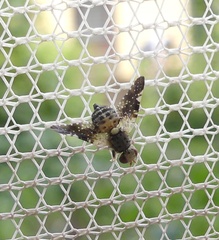 Jamesomyia geminata