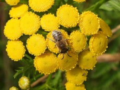 Colletes