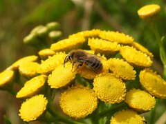 Colletes