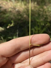 Melica spectabilis