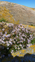 Tripolium pannonicum