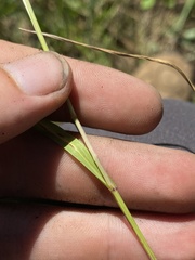 Melica spectabilis