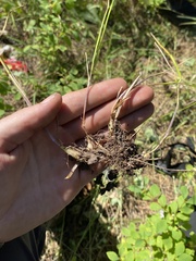 Melica spectabilis