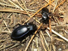 Carabus scheidleri