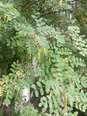 Caragana arborescens