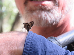 Thespieus aspernatus