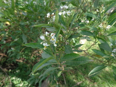Solanum aligerum