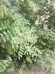 Caragana arborescens