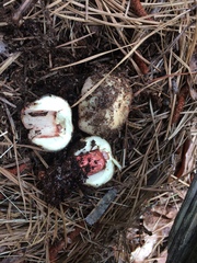 Russula ventricosipes