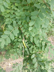 Caragana arborescens