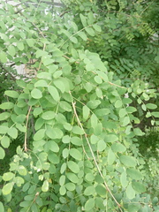 Caragana arborescens