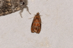 Olethreutes sericoranum