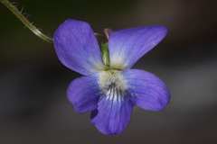 Viola novae-angliae