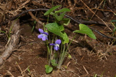 Viola novae-angliae