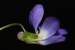 Viola novae-angliae