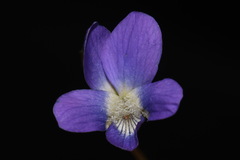 Viola novae-angliae