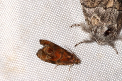 Olethreutes sericoranum