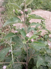 Arctium lappa