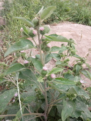 Arctium lappa
