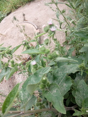 Arctium lappa