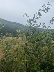 Crataegus neobushii