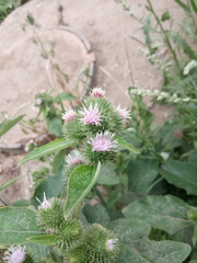Arctium lappa