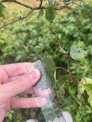 Crataegus neobushii