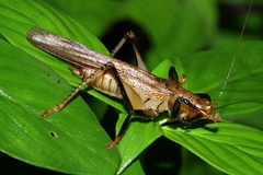 Eschatoceras punctifrons