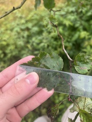 Crataegus neobushii