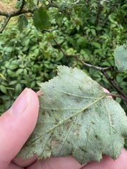 Crataegus neobushii