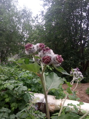 Arctium tomentosum