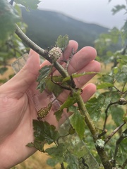 Crataegus neobushii