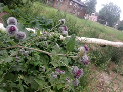 Arctium tomentosum