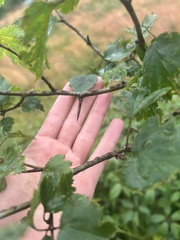Crataegus neobushii