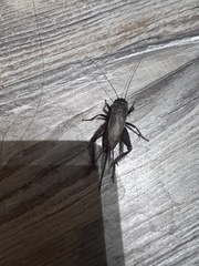 Gryllus rubens