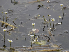 Ranunculus circinatus