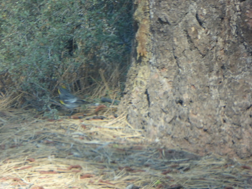 iNaturalist observation photo of Audubon's Warbler