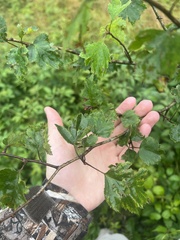 Crataegus neobushii